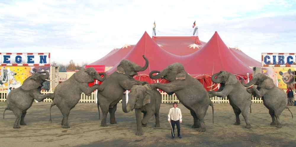 Elefantenpyramide 2006